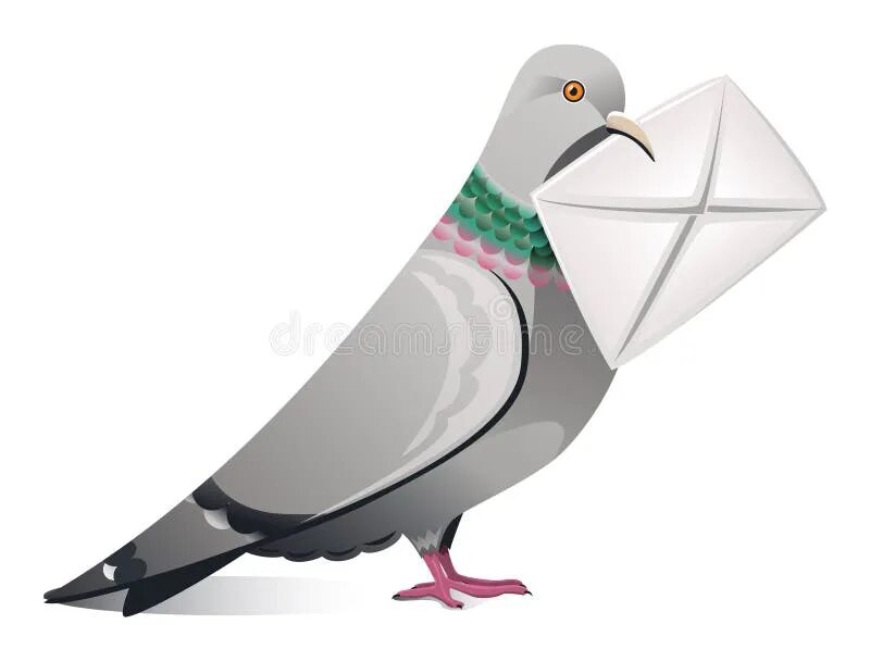 Почтовый голубь фото с письмом Pigeon with Letter stock vector. Illustration of feather - 17098463