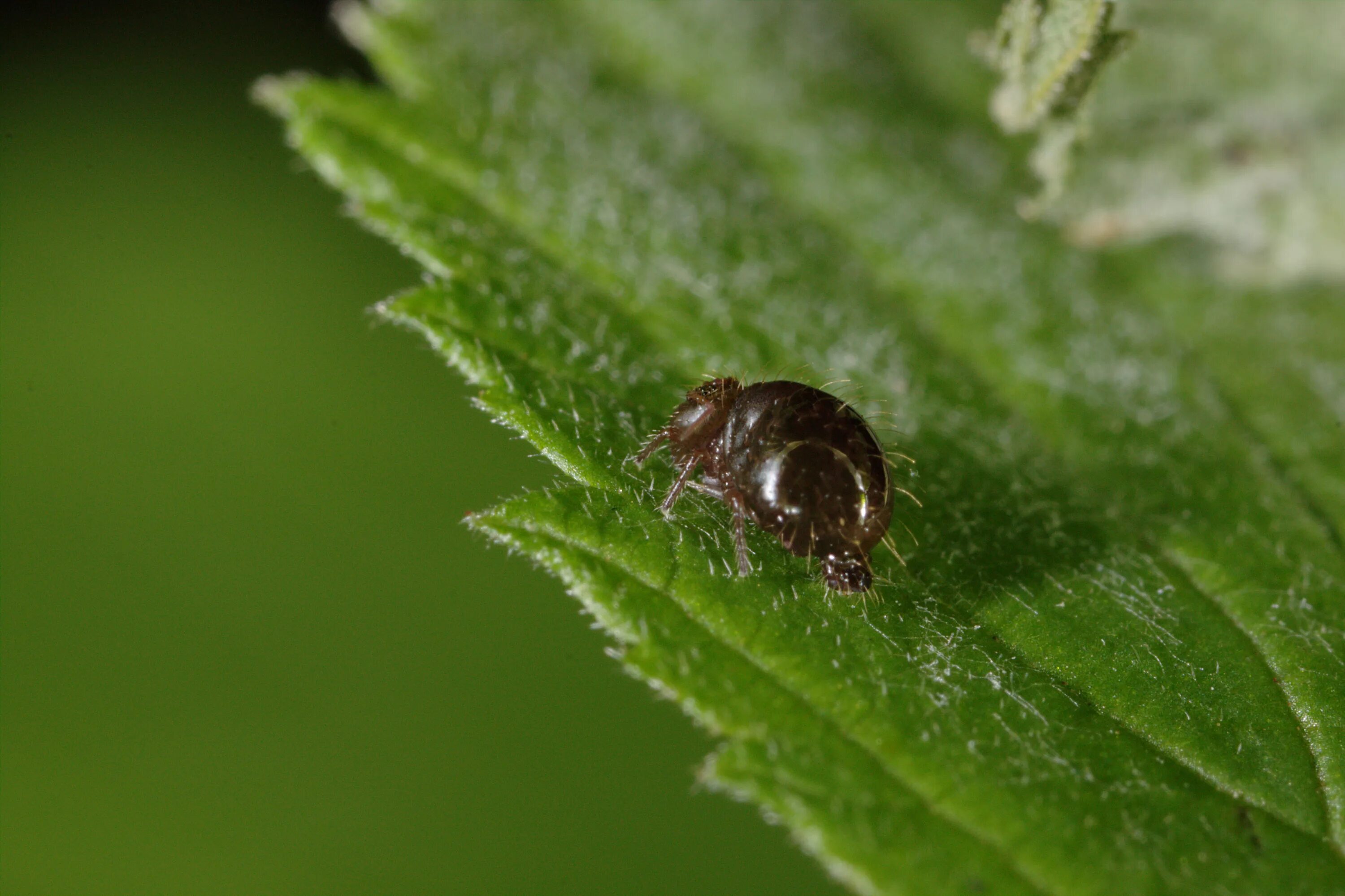 Почвенные клещи фото File:Springtail (Sminthuridae) (4805477187).jpg - Wikimedia Commons