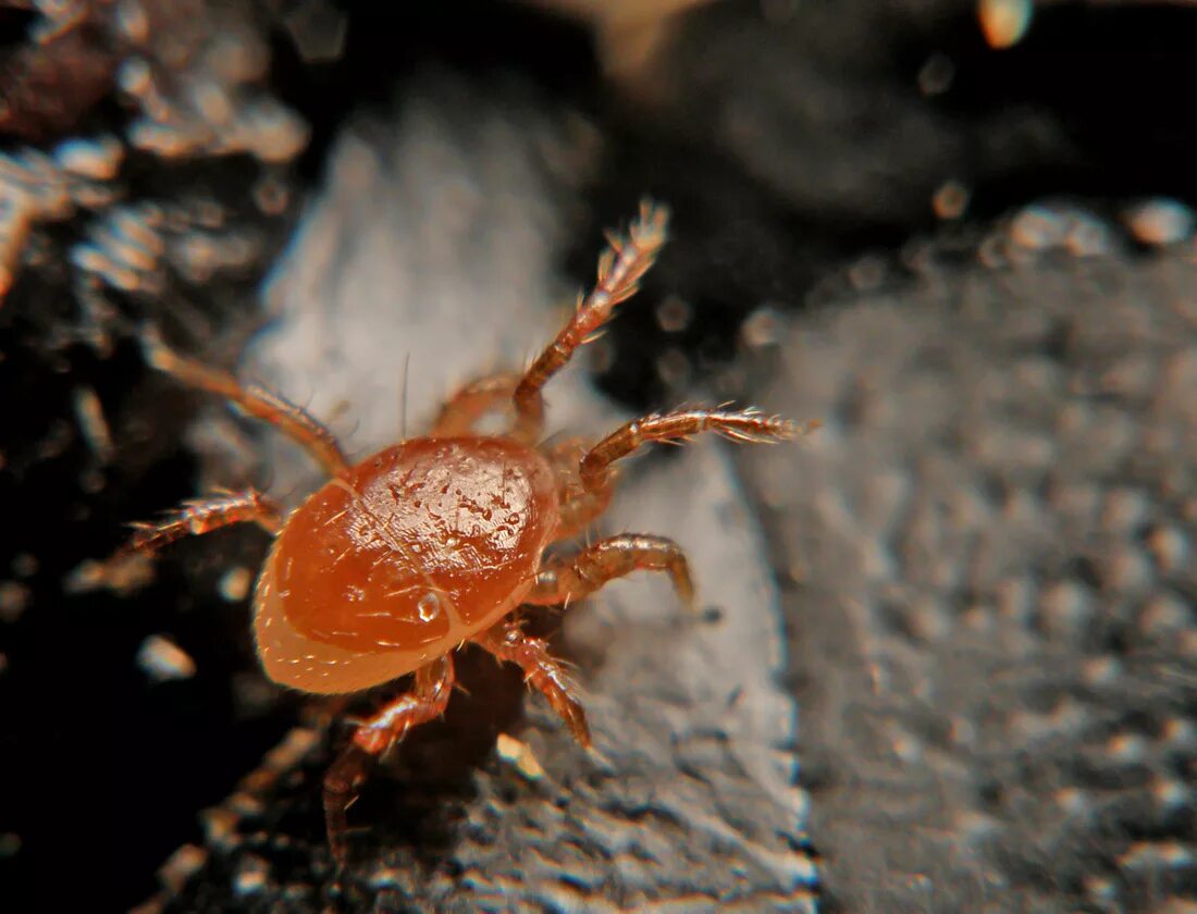 Почвенные клещи в комнатных цветах фото Mesostigmata