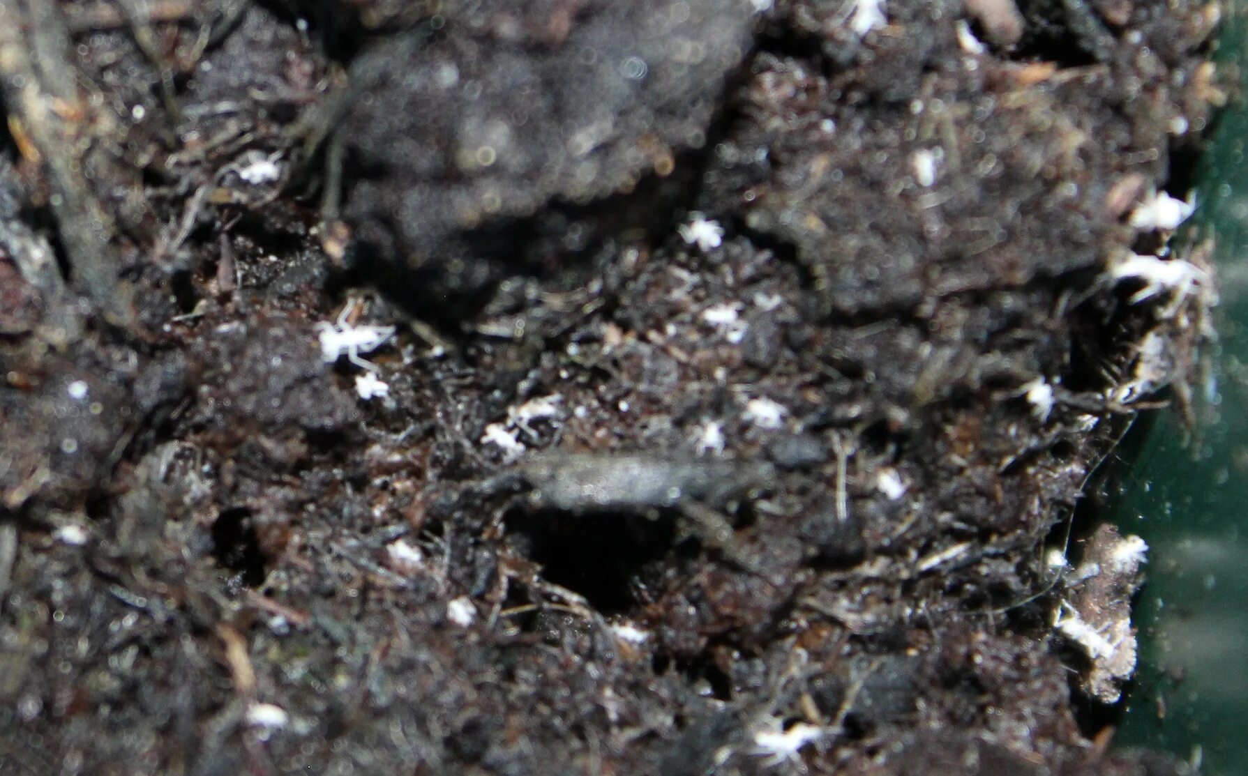 Почвенные клещи в комнатных цветах фото pests - What are these tiny white spider-like bugs in my soil and on plants? - G