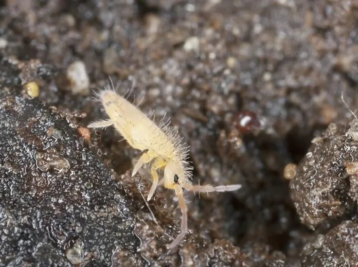 Почвенные вредители комнатных растений фото Springschwänze in der Erde Springtails, Planet natural, Pest control