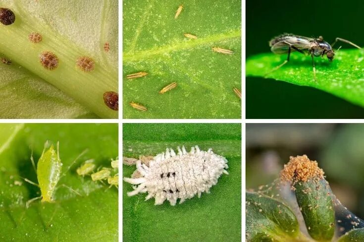 Почвенные вредители комнатных растений фото и название Learn to identify, control and prevent common houseplant pests. Complete guide t
