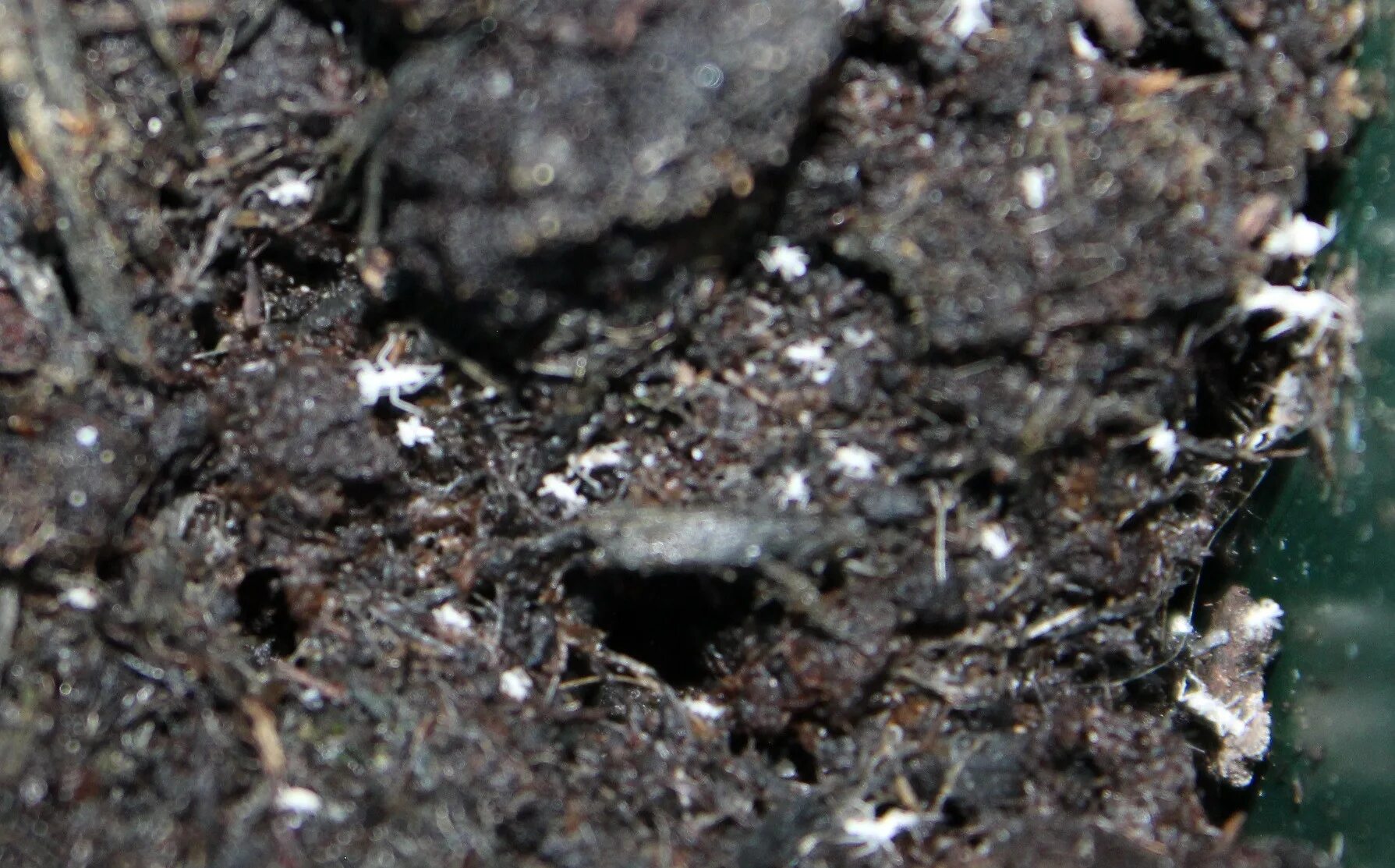 Почвенные вредители комнатных растений фото и название pests - What are these tiny white spider-like bugs in my soil and on plants? - G