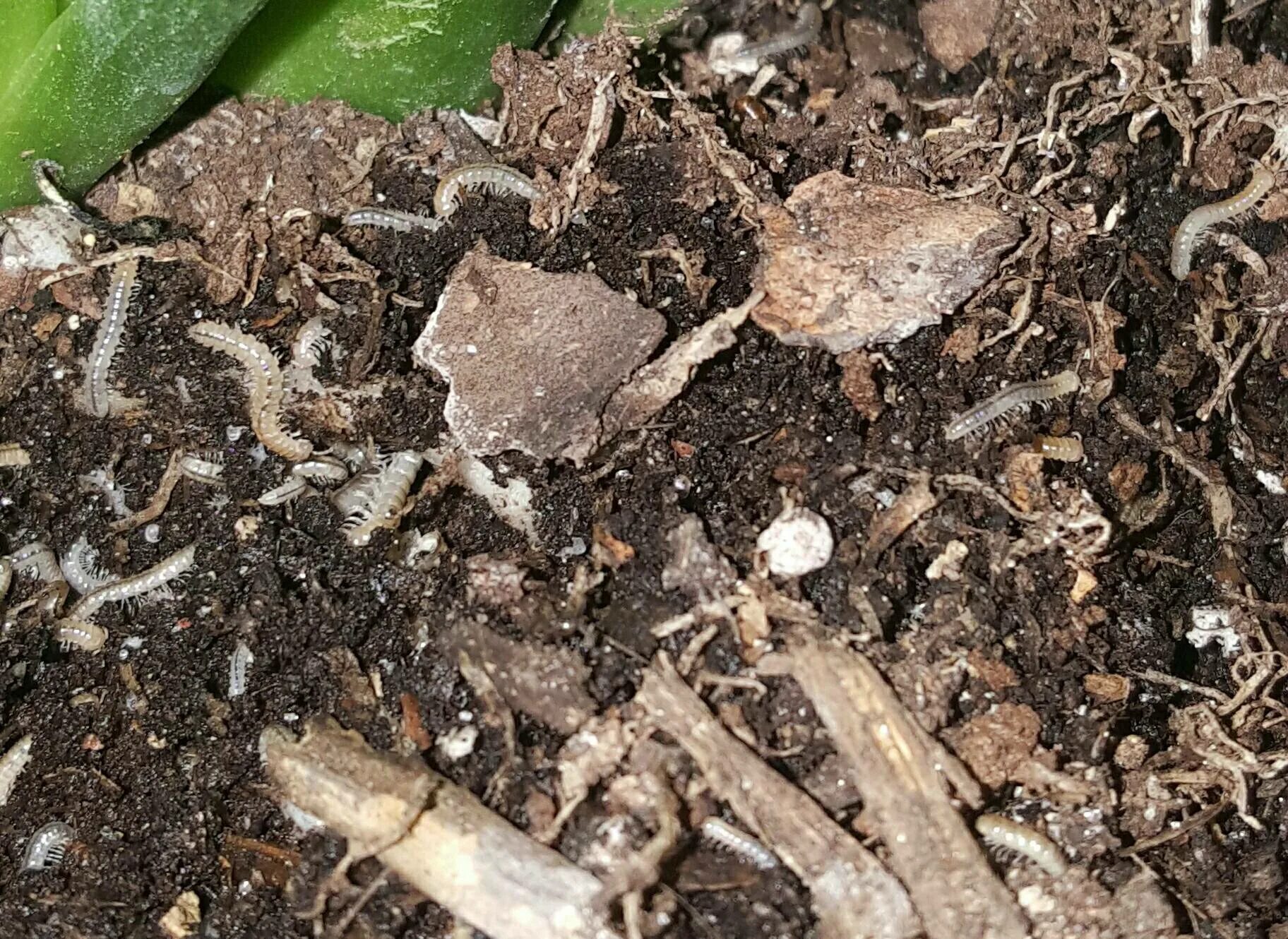 Почвенные вредители комнатных растений фото и название identification - How can I get rid of these small white pests in my peace lily p