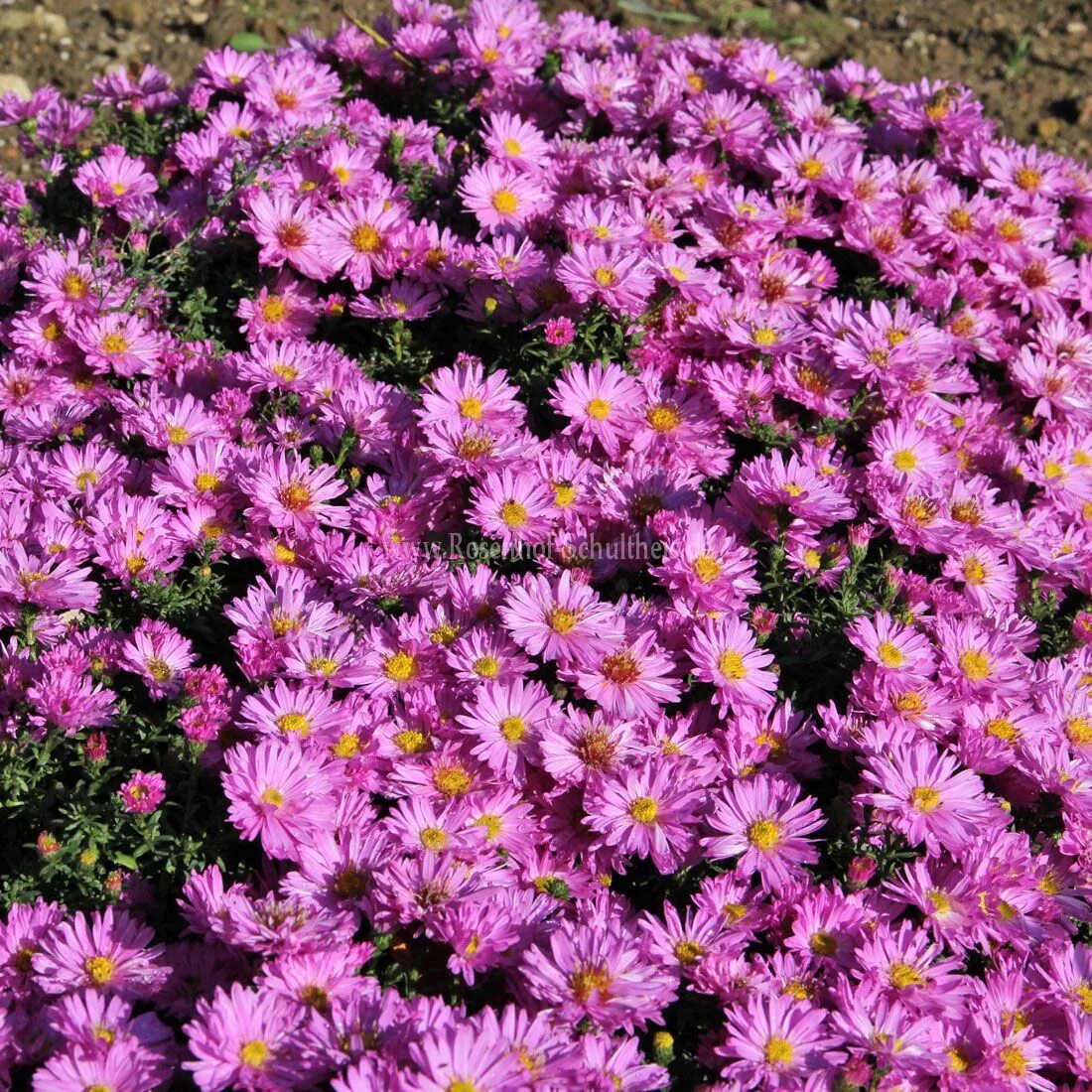 Почвопокровная хризантема фото Aster dumosus 'Rosenwichtel' - Kissenaster - Rosen online kaufen im Rosenhof Sch