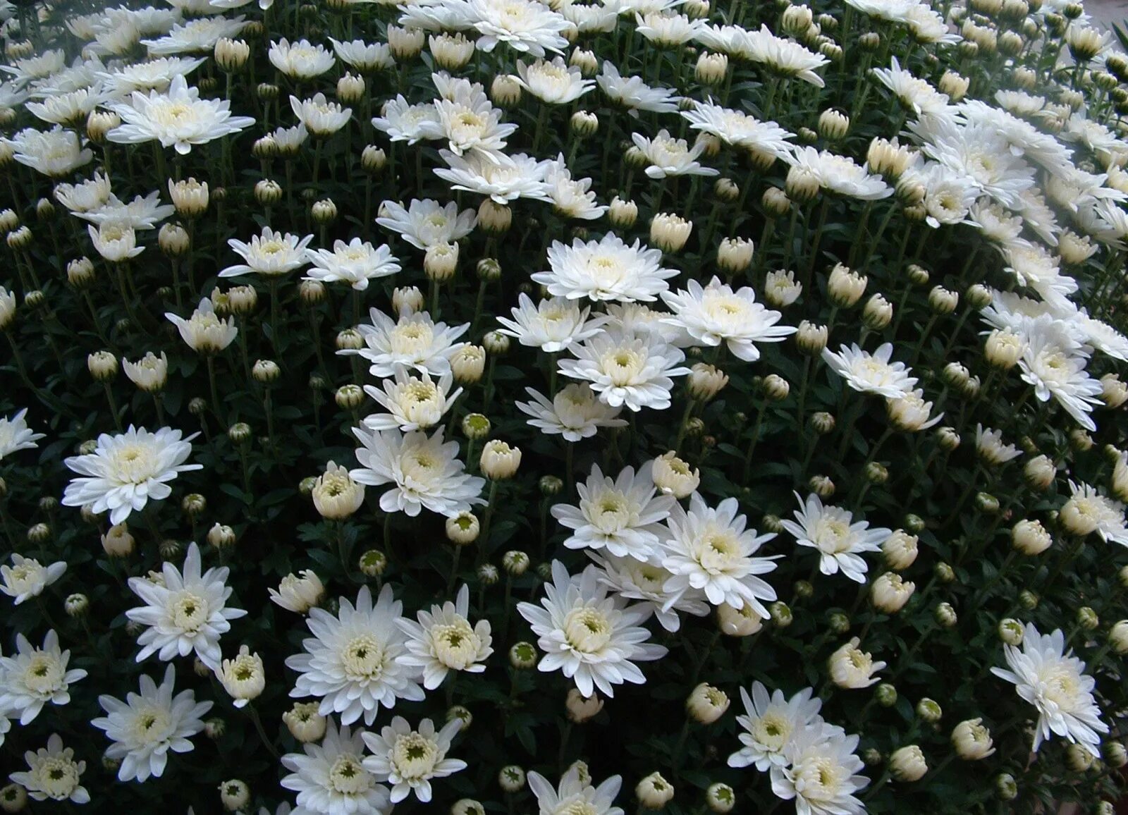 Почвопокровная хризантема фото Wallpaper : white, flowers, green, blossom, chrysanthemums, flower, flora, flowe