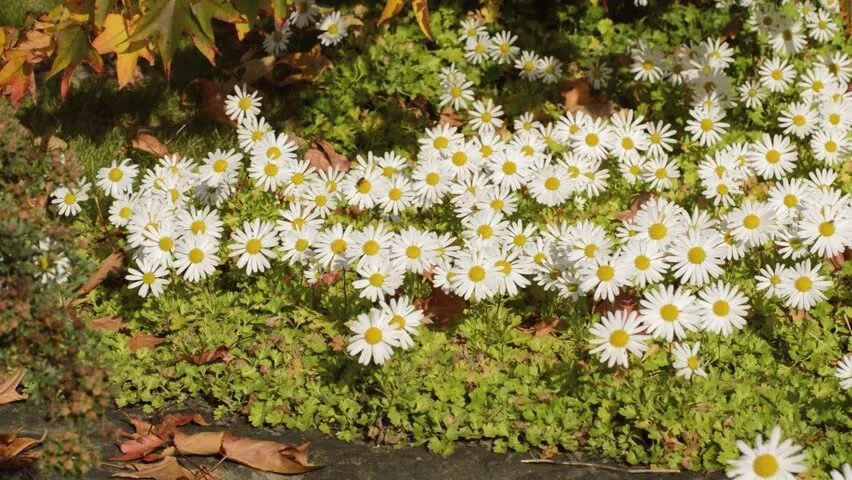 Почвопокровная хризантема фото Arctanthemum Arkistovideomateriaalit - 4K- ja HD-videoleikkeet Shutterstock