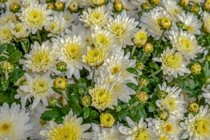 Почвопокровная хризантема фото Хризантемы (Chrysanthemum) фото, описание биология ареал среда обитания этимолог