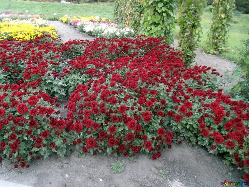 Почвопокровная хризантема фото Chrysanthemum bushes free image - № 14314