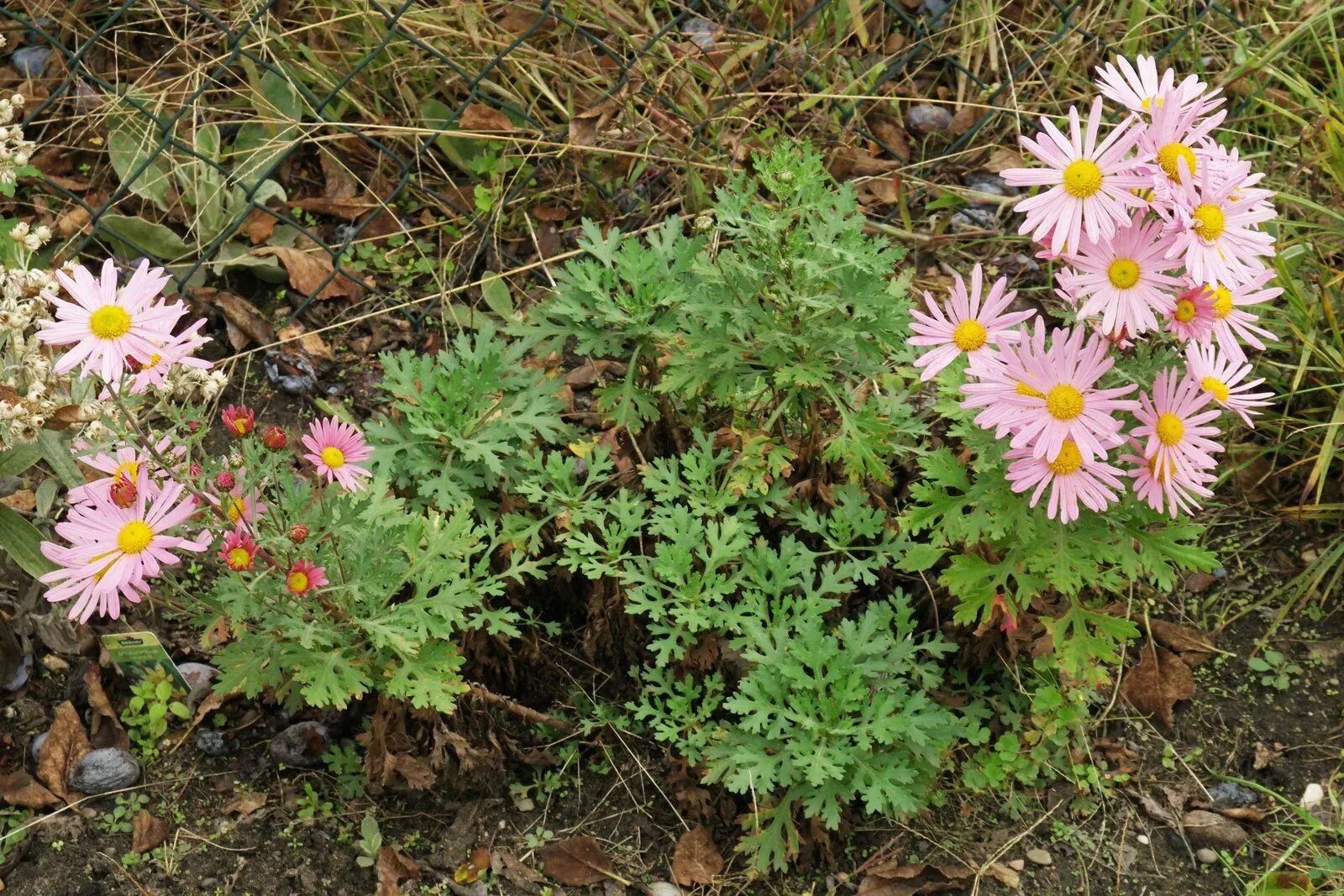 Почвопокровная хризантема фото и описание Chrysanthemum zawadskii "Clara Curtis"