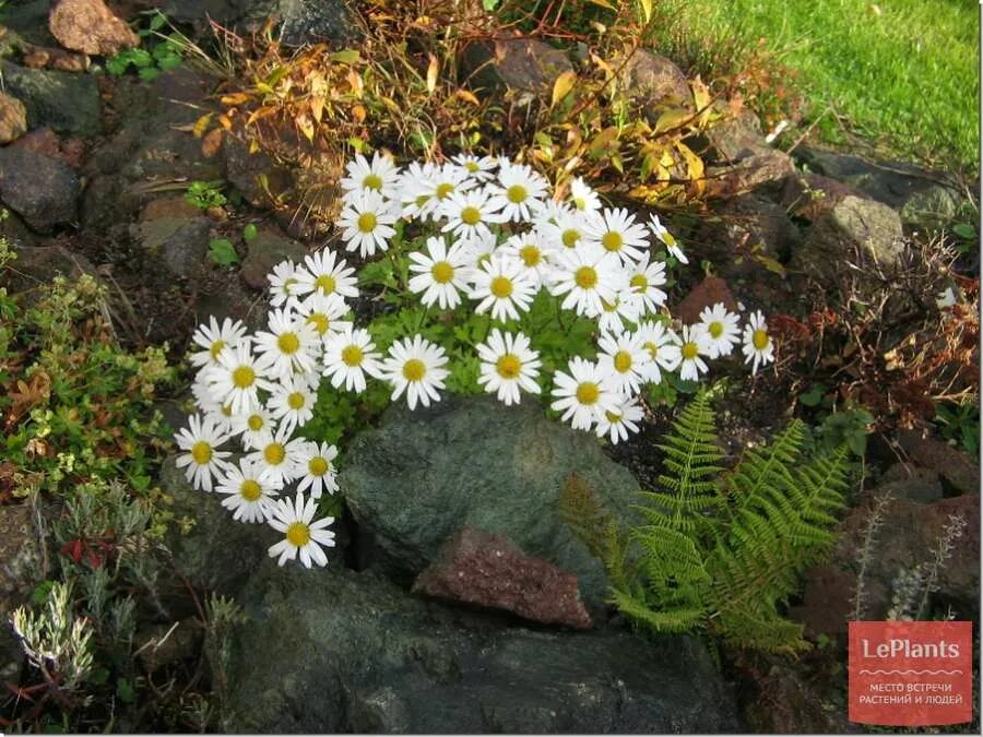 Почвопокровная хризантема фото и описание Хризантема арктическая (Chrysanthemum arcticum) - описание, выращивание, фото на