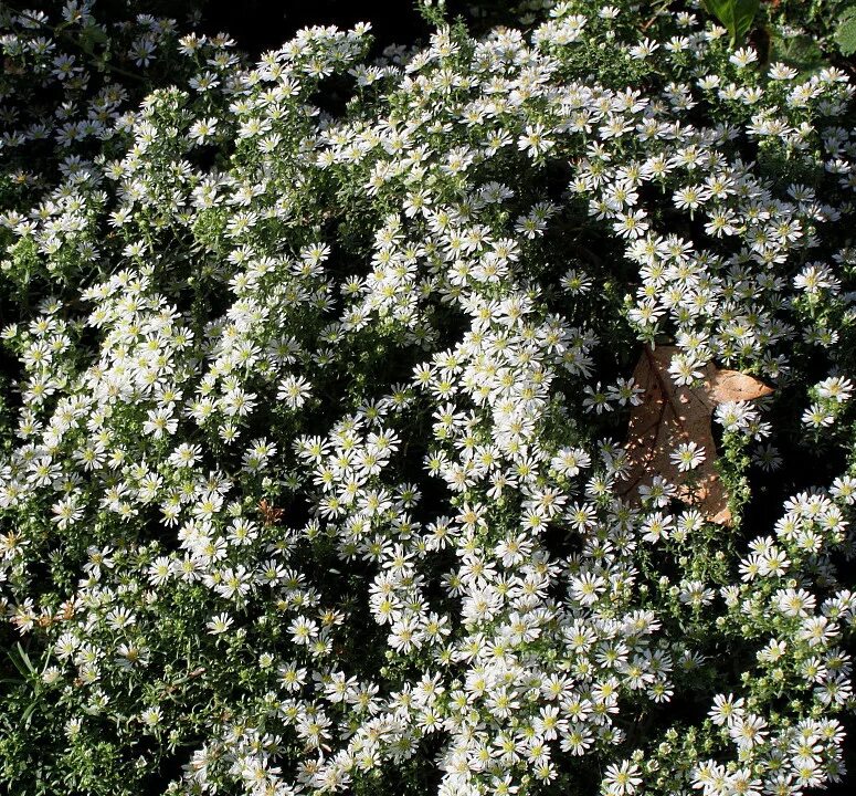 Почвопокровная хризантема фото и описание Symphyotrichum ericoides - Image of an specimen - Plantarium