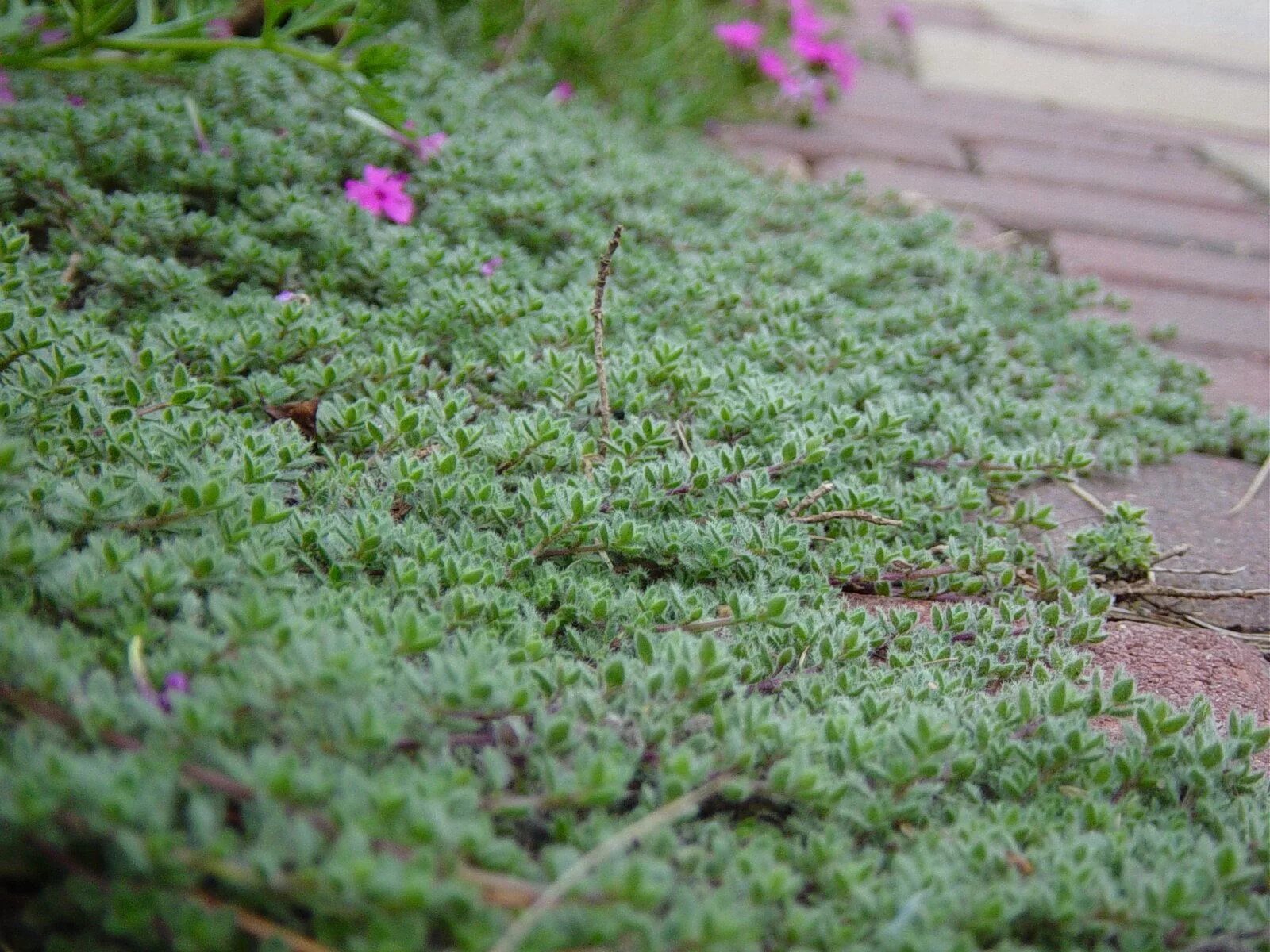 Почвопокровная трава фото Wooly Thyme good ground cover with roses Wooly thyme, Ground cover, Thyme plant