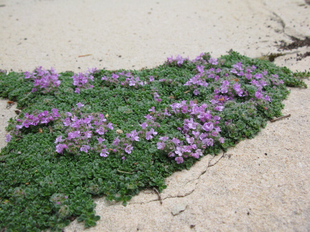 Почвопокровная трава фото Распаковка. Питомник растений GardenPlants. Часть 3. Стихи и цветы. Алёна Градоб