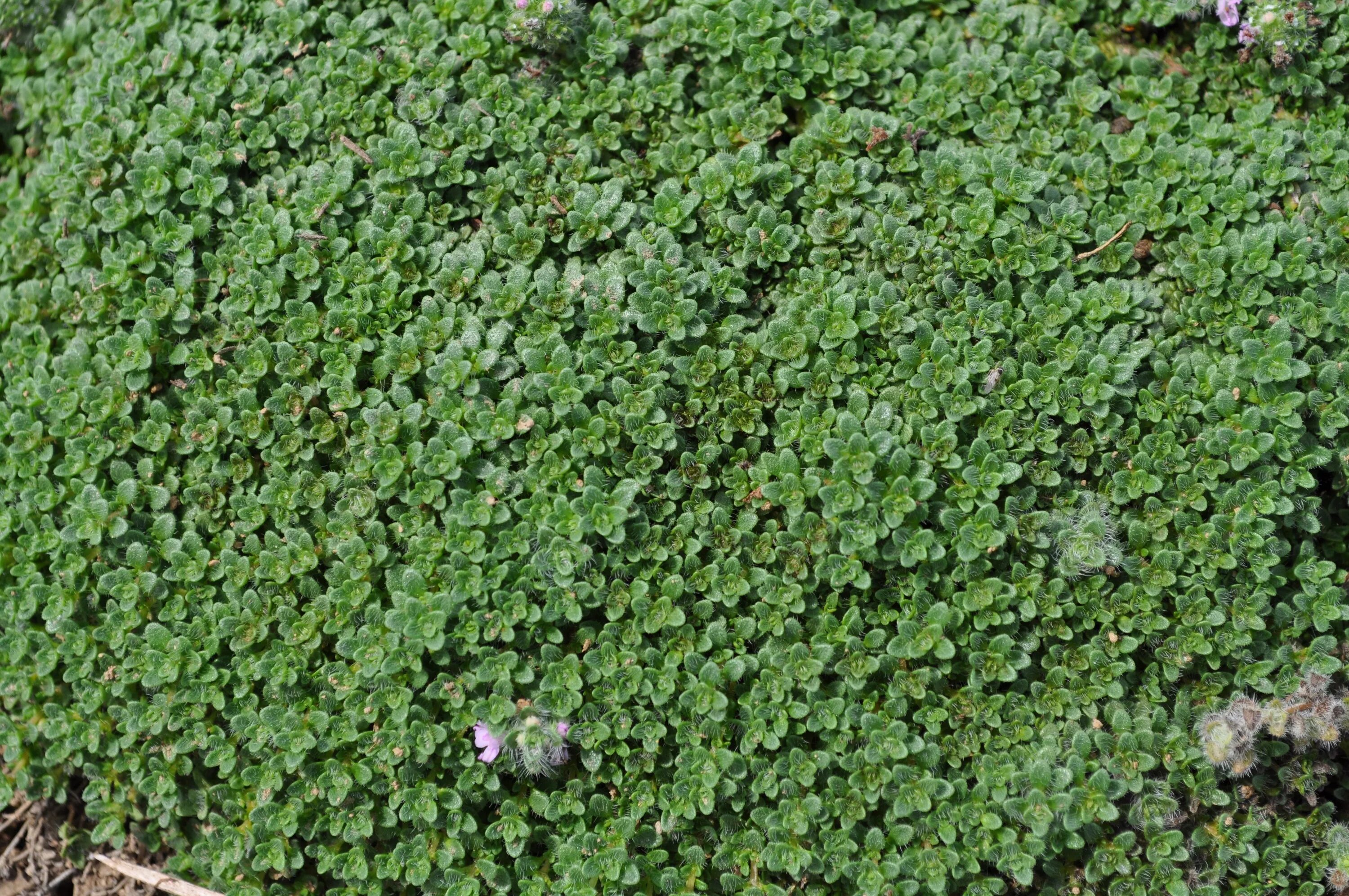 Почвопокровная трава фото Pin on Herbs Rock garden plants, Heather gardens, Herbs