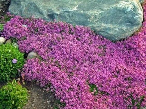 Почвопокровная трава фото Creeping Thyme Seeds - Magic Carpet1 Gram - 6000 Seeds Rock garden, Creeping thy