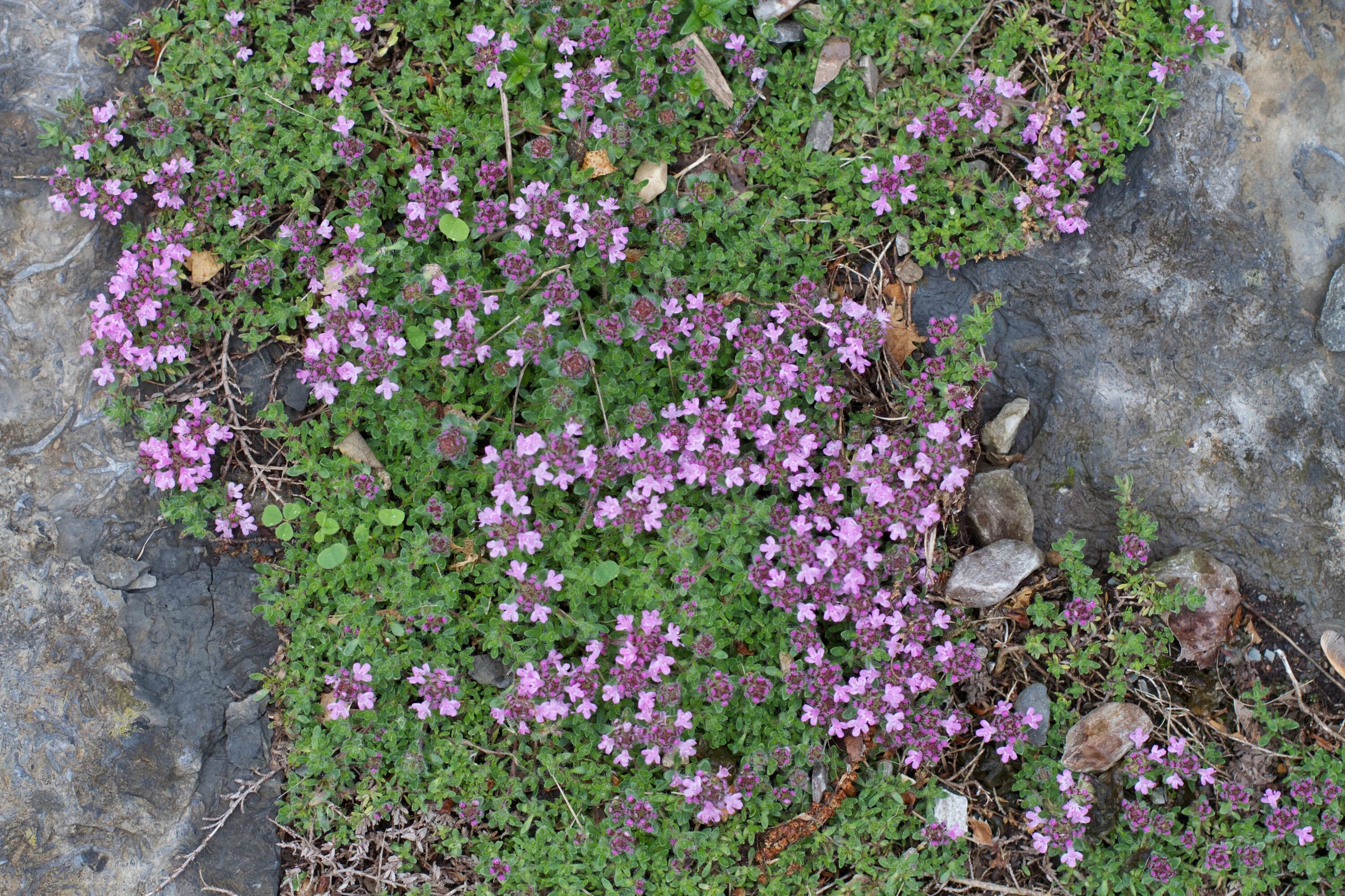 Почвопокровная трава фото Free Images : blossom, flower, herb, botany, garden, flora, wildflower, shrub, g