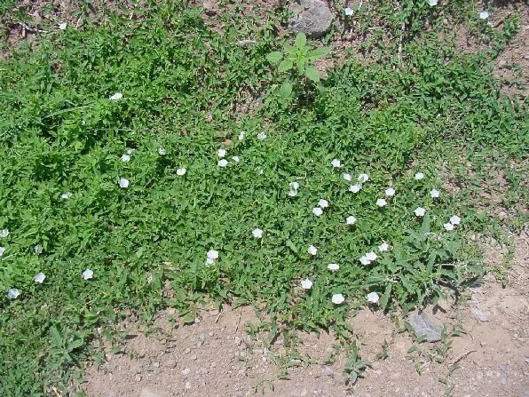 Почвопокровная трава фото Bindweed - a poem from Headlong by James McKean Wild flowers, Hedges, Flowers