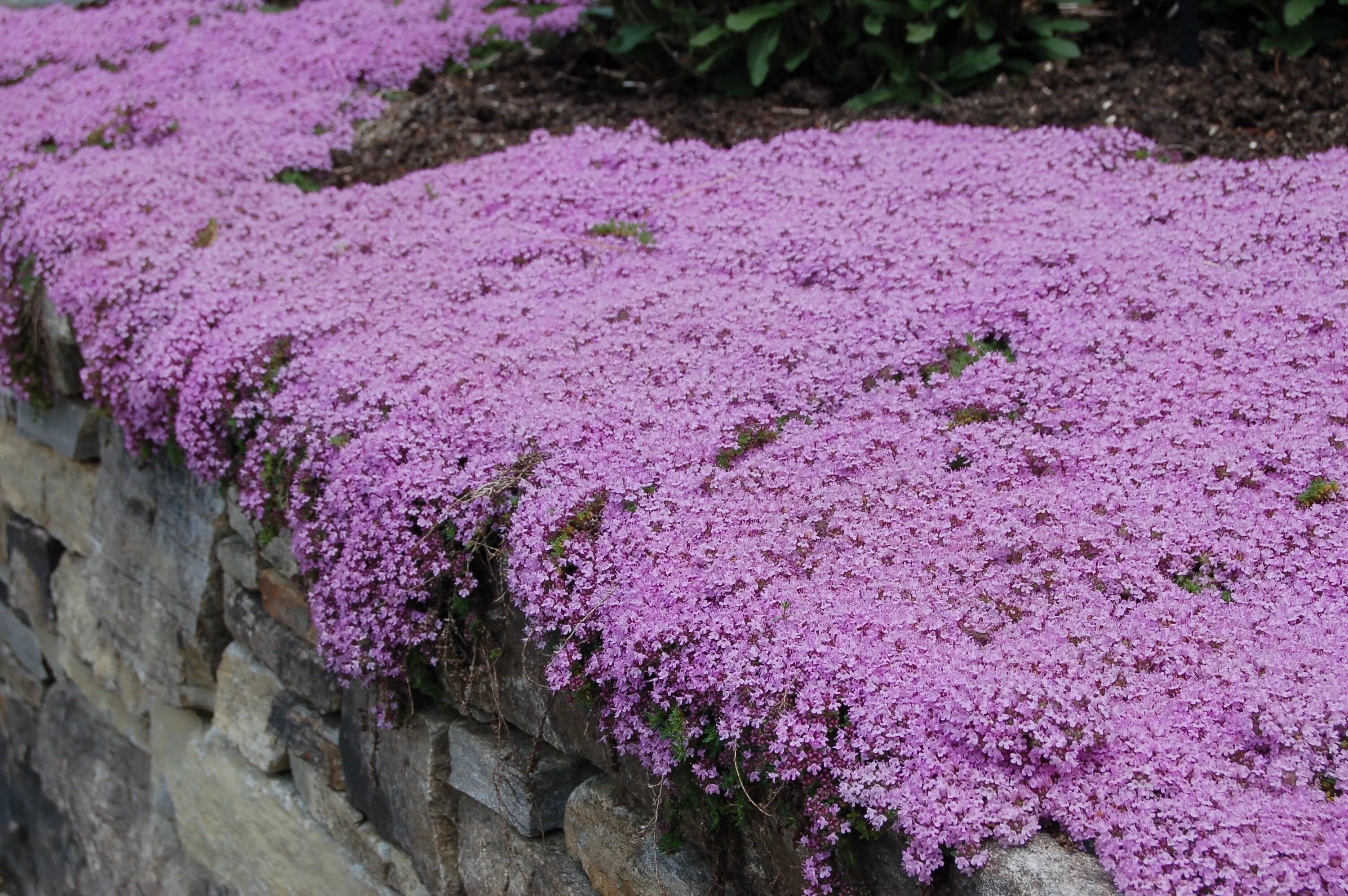 Почвопокровная трава многолетняя фото Creeping Thyme: Plant Care & Growing Guide Ground cover plants, Ground cover, Pl