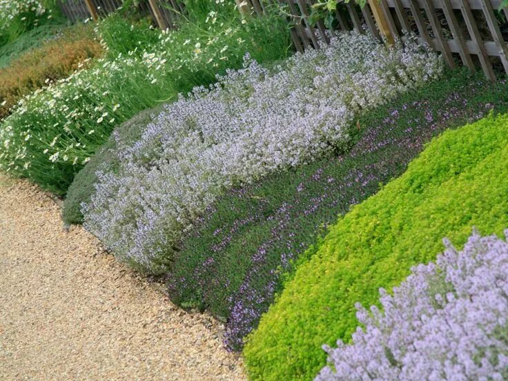 Почвопокровная трава многолетняя фото Épinglé par Daphne Hatcher sur Garden Couvre sol persistant, Jardins, Jardin en 