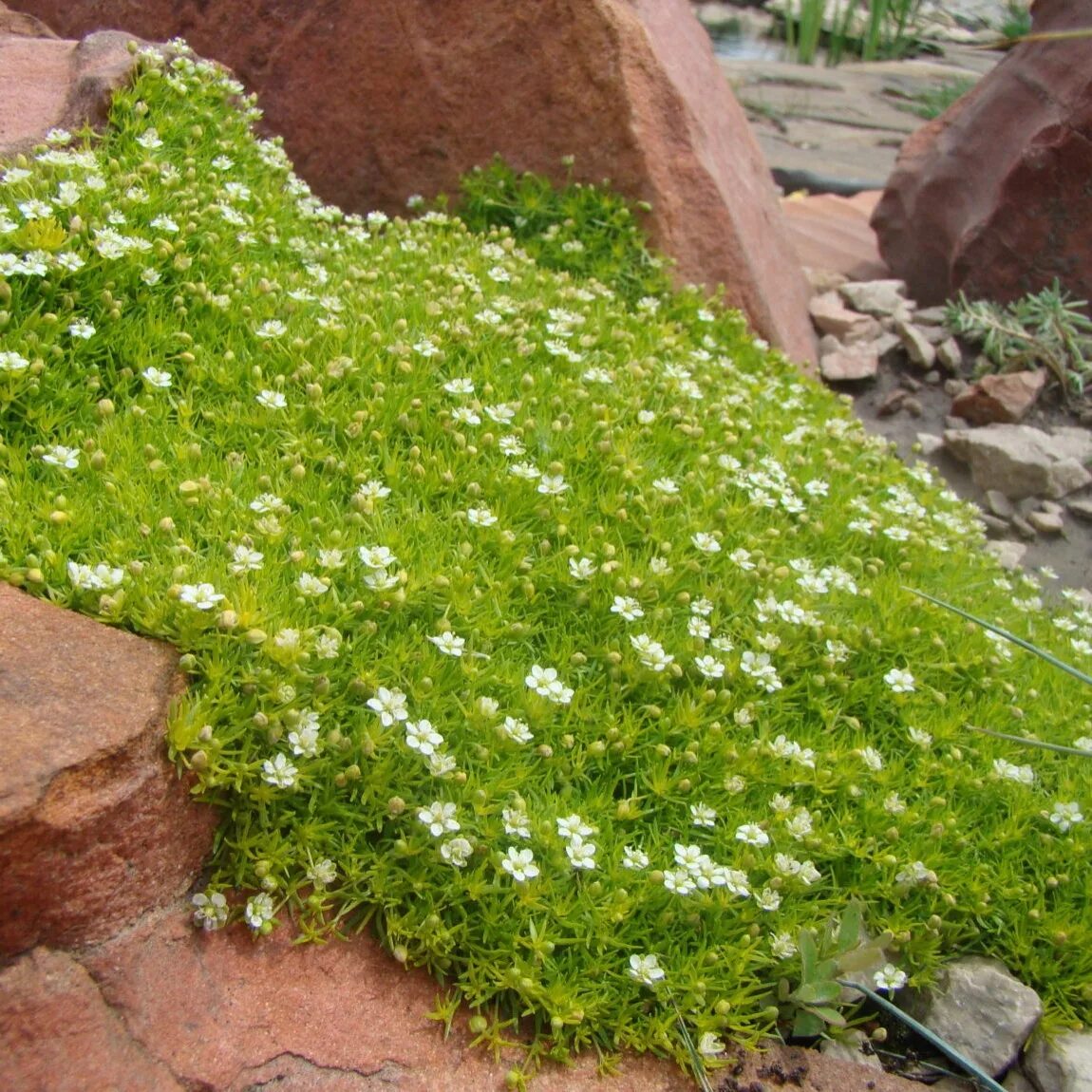 Почвопокровная трава многолетняя фото Купить Мшанка шиловидная Lime Moss - Мшанка - GardenPlants