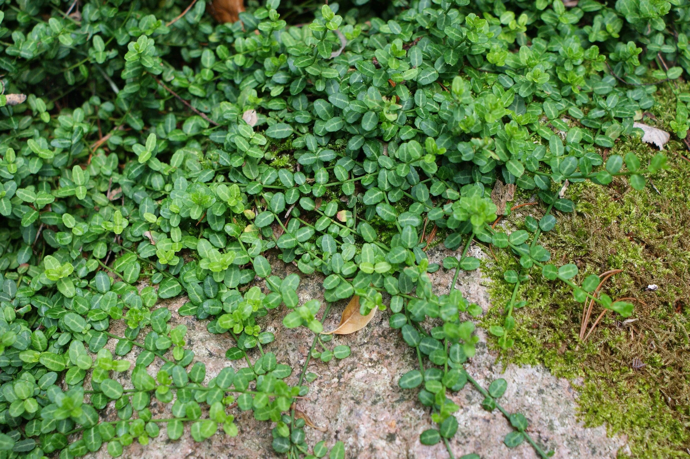 Почвопокровная трава многолетняя фото Euonymus fortunei 'Minimus' - Dwarf Wintercreeper Tropische tuin, Tuin, Planten