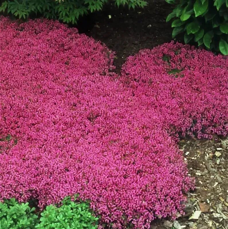 Почвопокровная трава многолетняя фото и названия rock cress - купить в интернет-магазине с доставкой