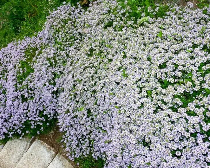 Почвопокровная трава многолетняя фото и названия Почвопокровные цветы Jardines perennes, Plantas anuales, Plantas