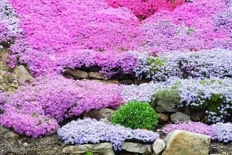 Почвопокровные фото цветов Great Companion Plants for your Creeping Phlox Creeping phlox, Ground cover, Pla