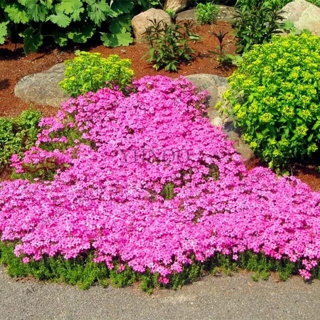 Почвопокровные фото цветов Big sale 205pcs rare ROCK cress bonsai Climbing plant Creeping Thyme flores Pere