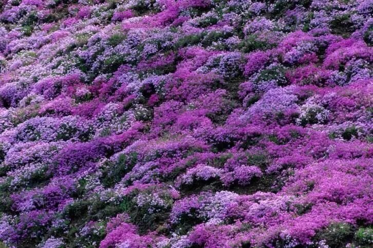 Почвопокровные фото цветов Varieties of Creeping Phlox covering a slope. They come in a variety of colors .