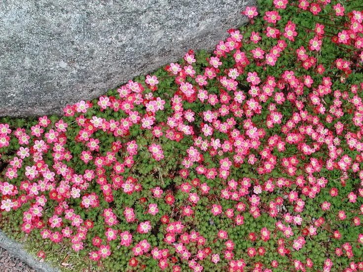 Почвопокровные фото цветов Tündérkertje webáruház - Főoldal Patio flowers, Flower garden, Garden inspiratio