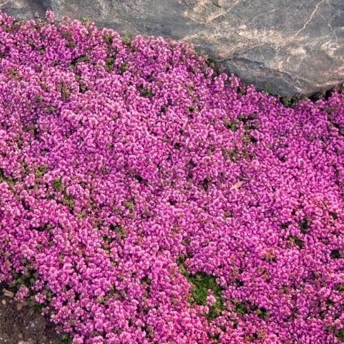 Почвопокровные фото цветов Fast spreading Creeping Thyme is one of the best low-growing drought tolerant gr