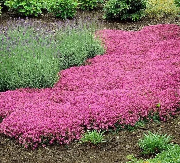 Почвопокровные фото цветов 15 Best Flowering Ground Covers for Sun Creeping thyme, Ground cover plants, Flo