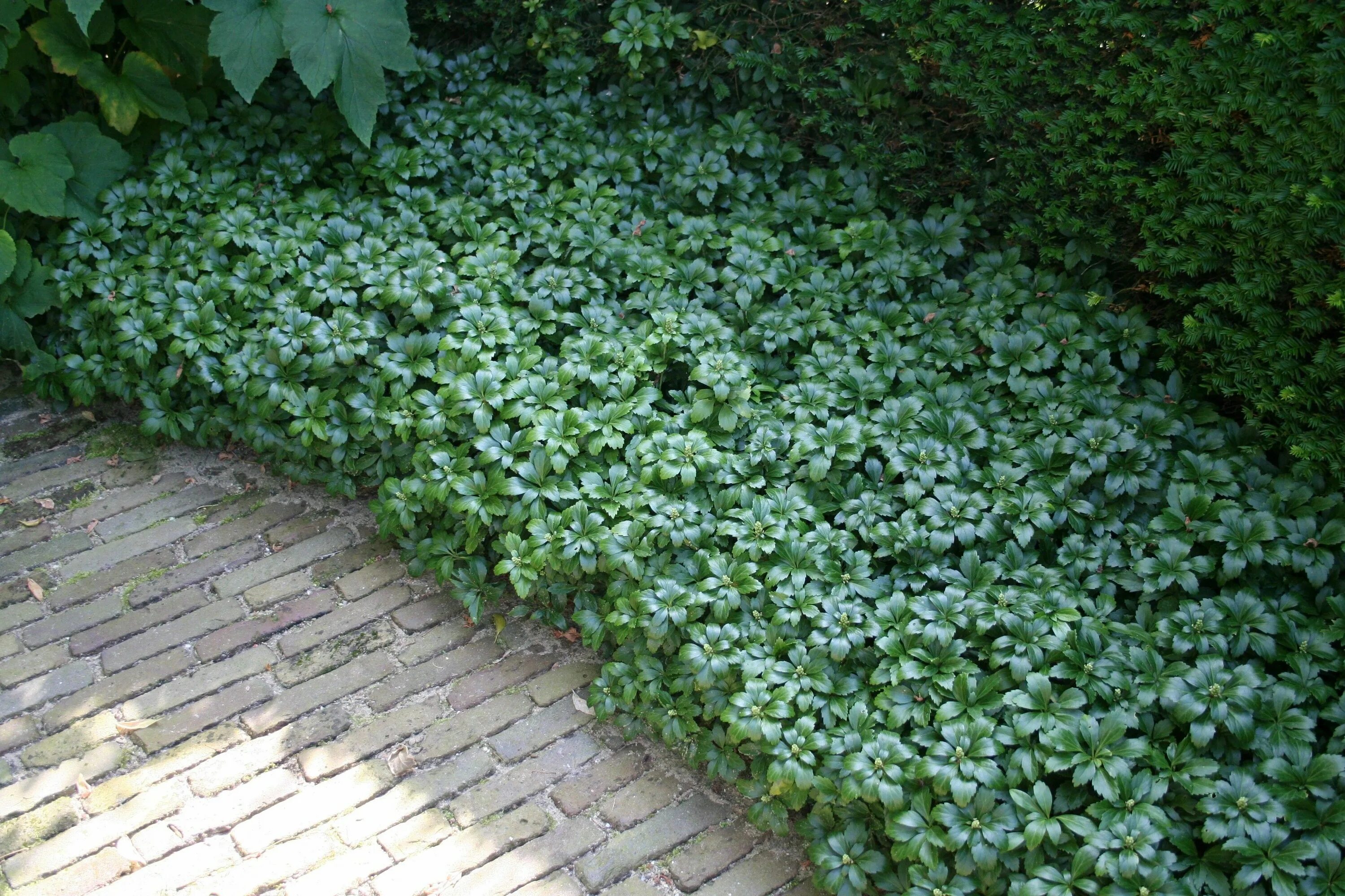 Почвопокровные фото цветов Pachysandra terminalis 'Green Sheen' - Dikkemanskruid, schaduwkruid Bloemenpark 