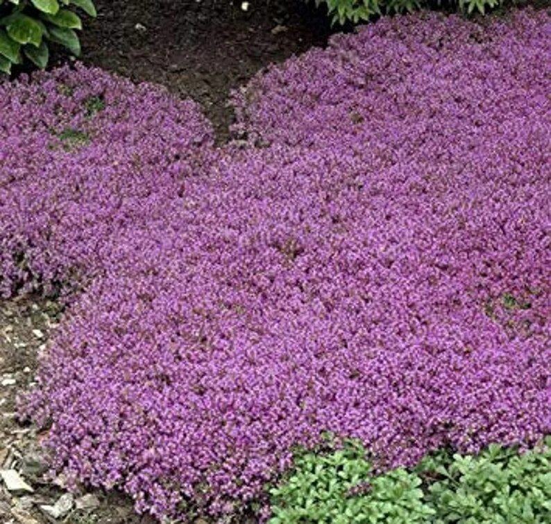 Почвопокровные фото цветов 1000 Creeping Thyme Seeds Ground Cover Seeds-thymus Etsy Ground cover seeds, Gro