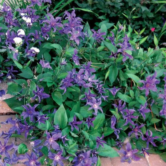 Почвопокровные клематисы фото Sapphire Indigo ™ Clematis - FineGardening Clematis, Fine gardening, Clematis pl