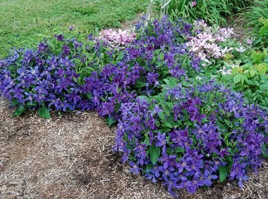 Почвопокровные клематисы фото Sapphire Indigo ™ Clematis Clematis, Plants, Ground cover