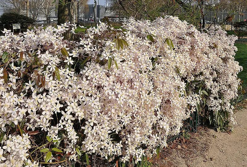 Почвопокровные клематисы фото Clematis 'Apple Blossom'. Evergreen. Supposedly likes some shade... Clematis arm