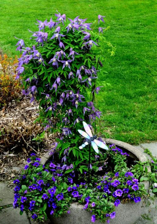 Почвопокровные клематисы фото Clematis alpina - Ontario Rock Garden & Hardy Plant Society