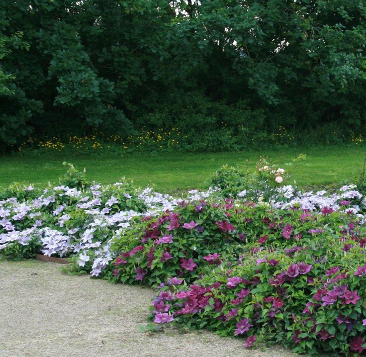 Почвопокровные клематисы фото Klematis som bunddække Klematis, Smukke haver, Have blomster