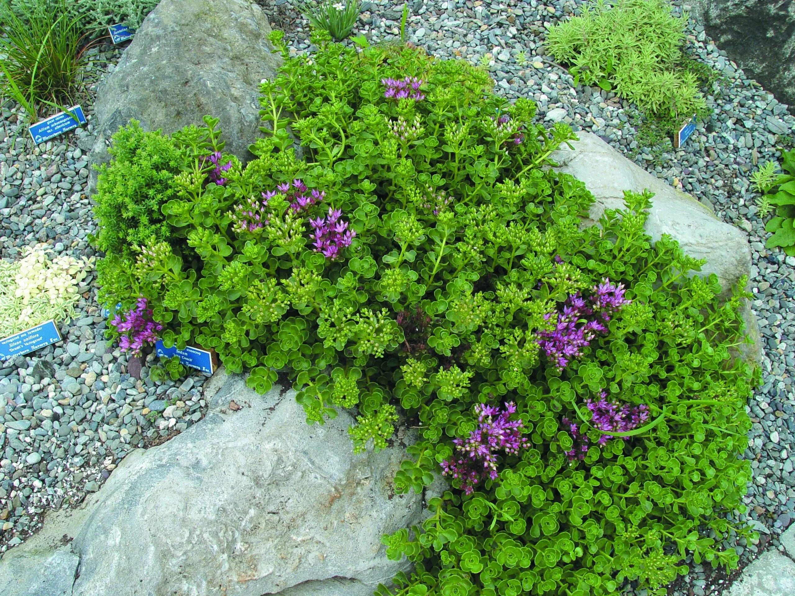 Почвопокровные кустарники фото с названиями 16 Spreading Plants for Paved Areas Ground cover plants, Sedum ground cover, Pla