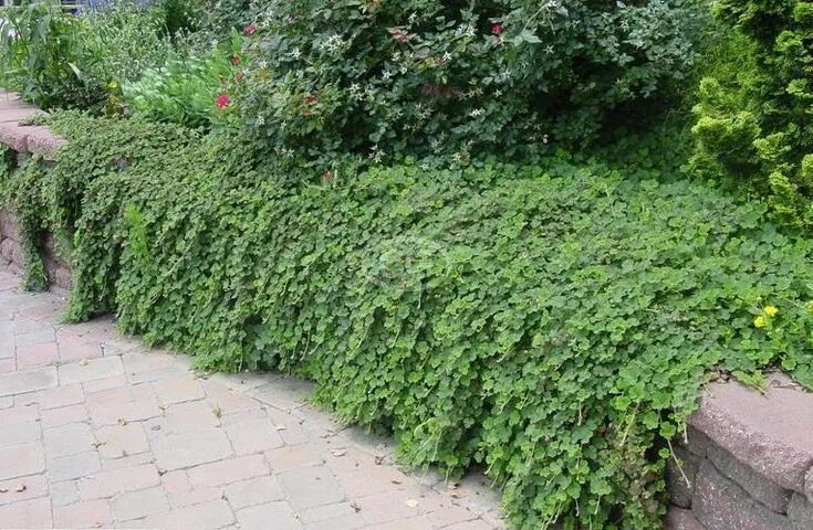 Почвопокровные кустарники фото с названиями Creeping Raspberry Ground Cover Classy Groundcovers Sloped garden, Backyard land