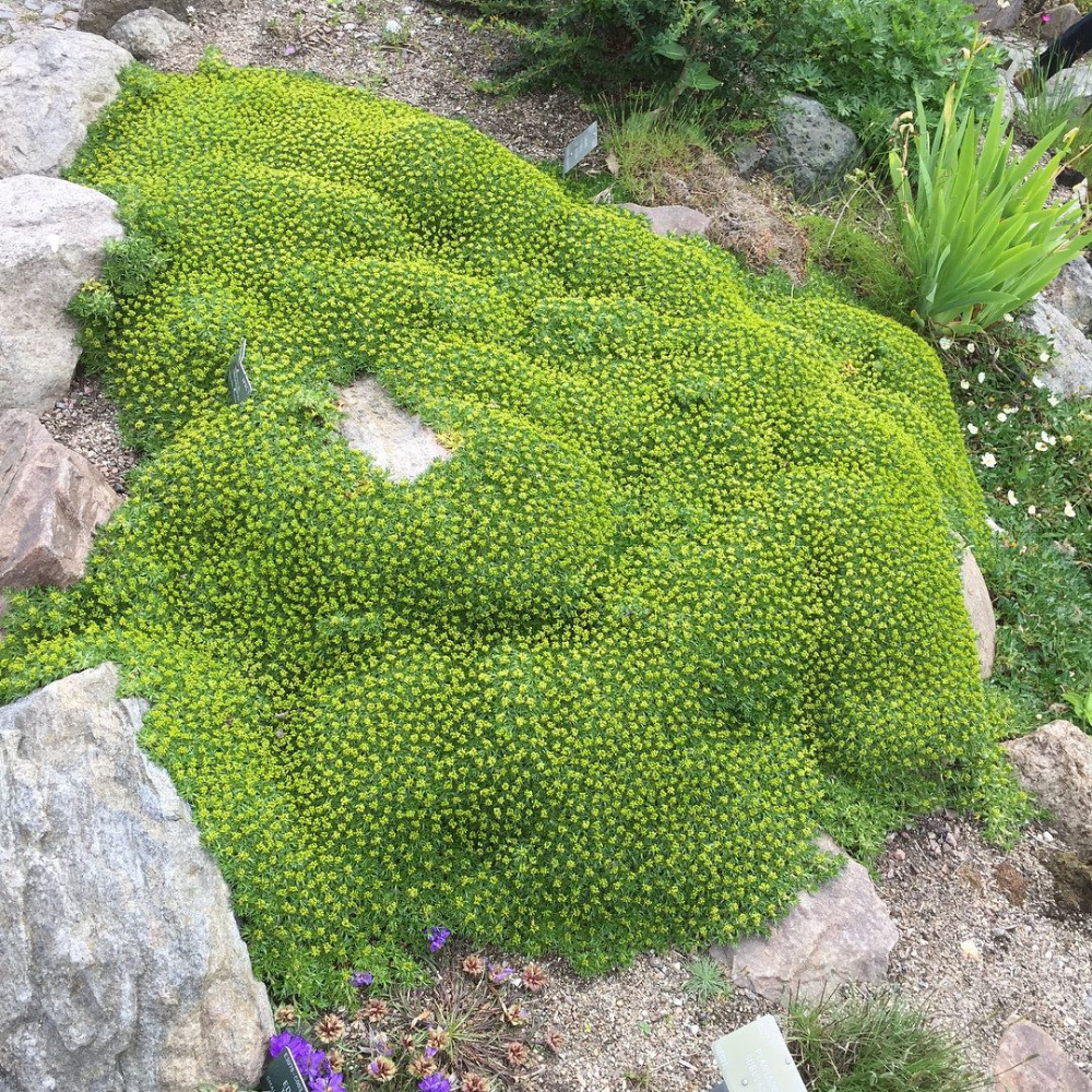 Cotoneaster dammeri Ground cover plants, Ground cover, Cotoneaster