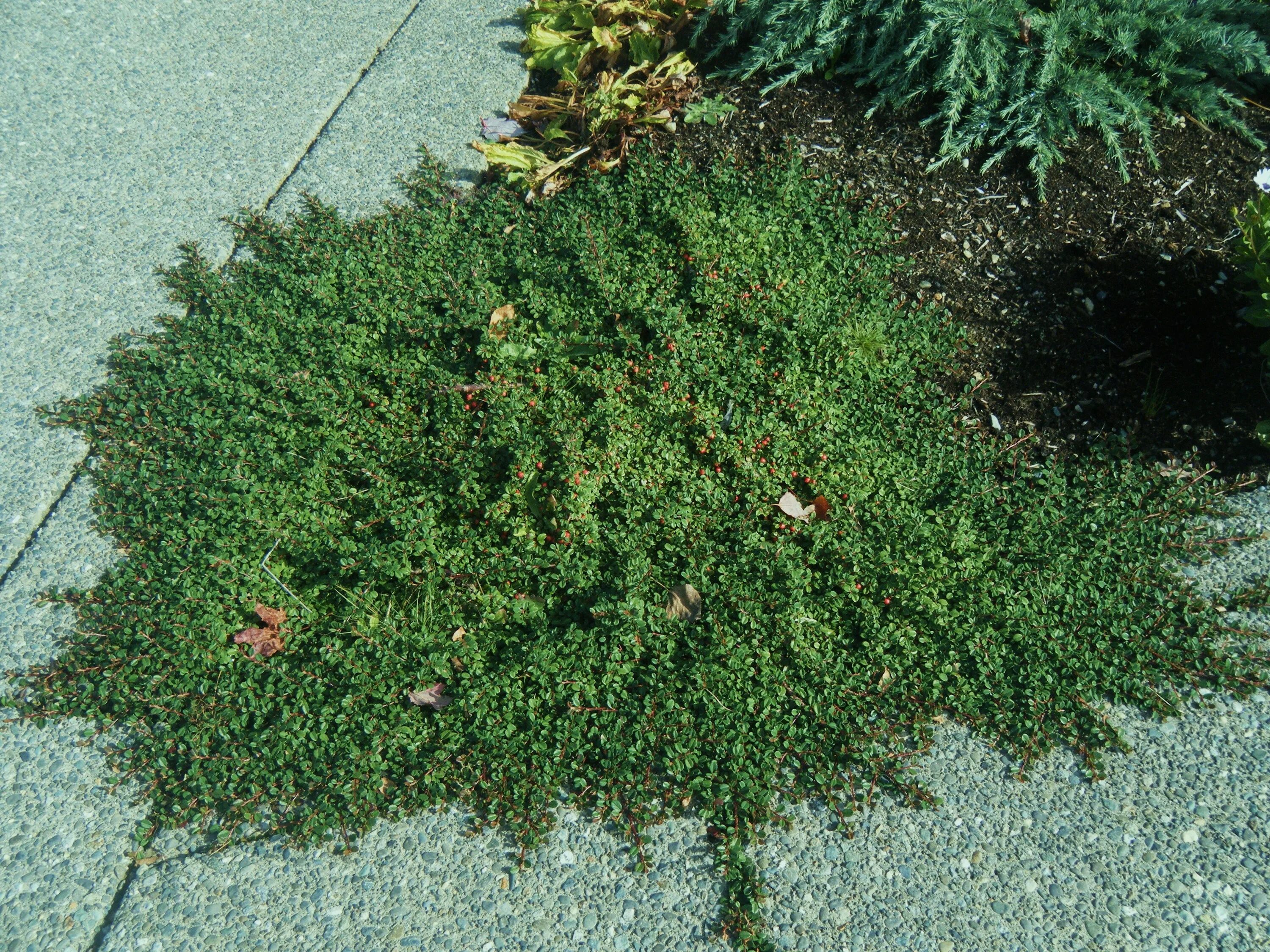 Почвопокровные кустарники фото с названиями Cotoneaster dammeri 'Streib’s Findling' Cotoneaster, Landscaping retaining walls