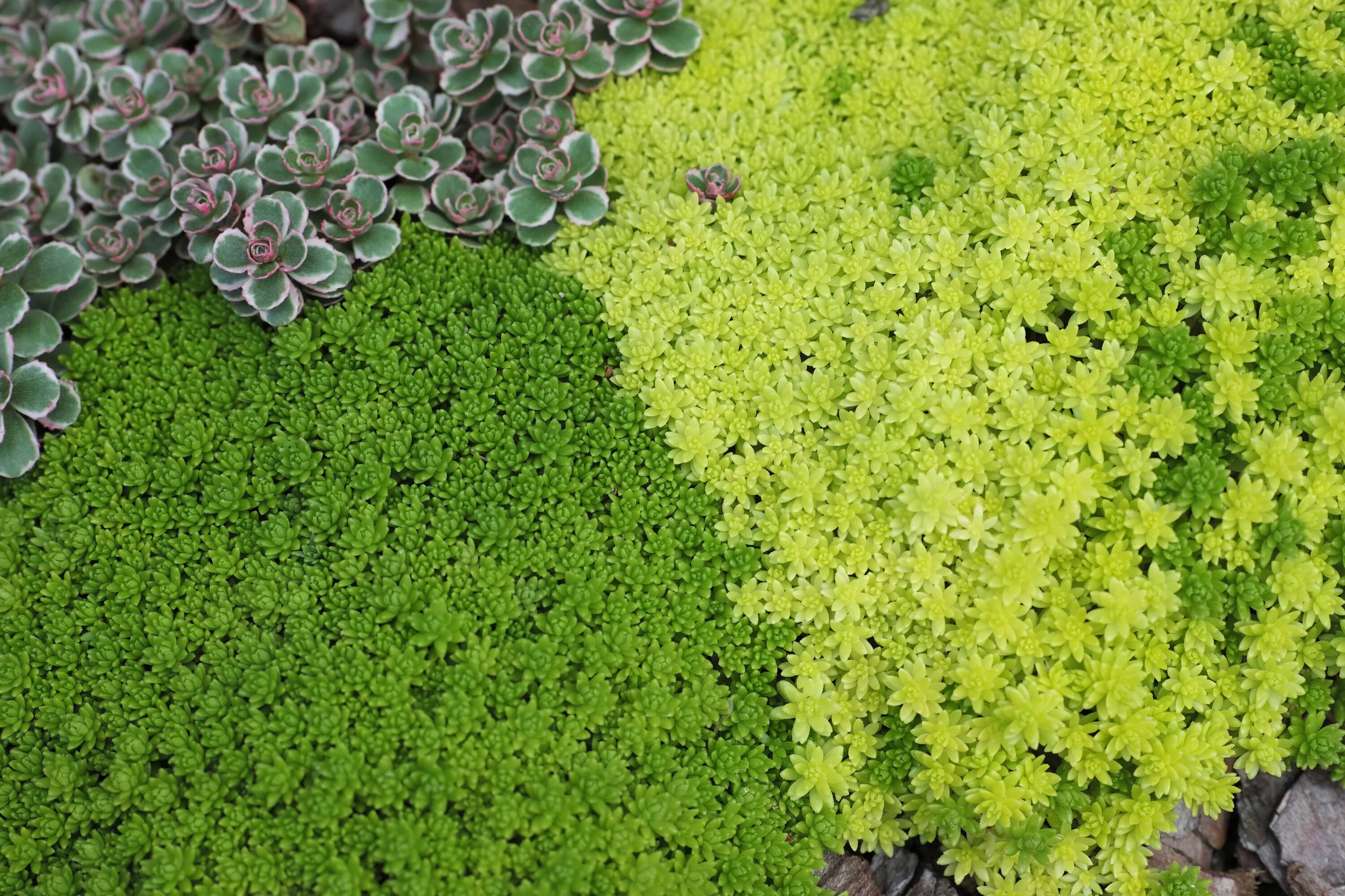 Почвопокровные кустарники фото с названиями Free Images : grass, lawn, leaf, flower, moss, herb, soil, flora, shrub, groundc