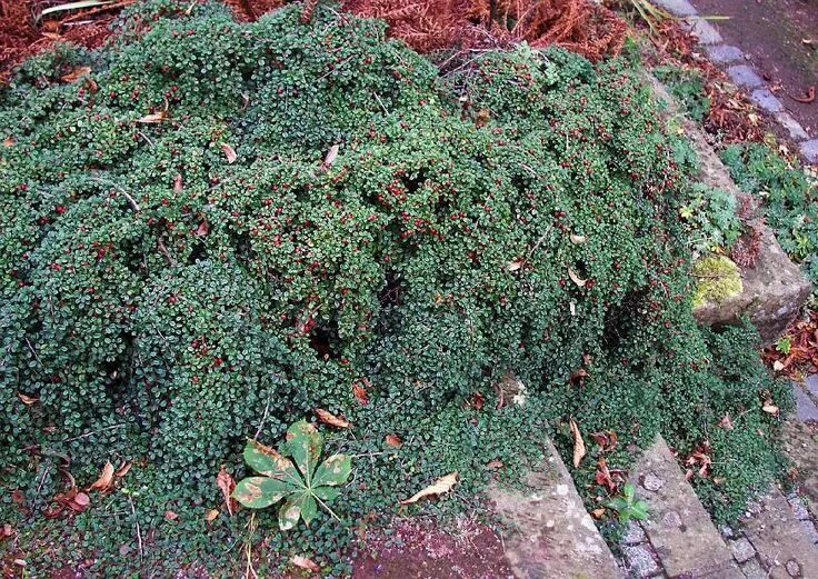 Почвопокровные кустарники фото с названиями Cotoneaster Dammeri Streibs Findling Teppich Zwergmispel Steingarten, Garten, Fi