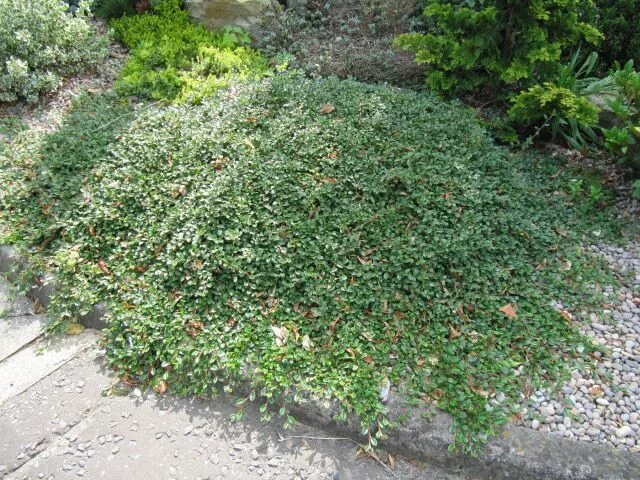 Почвопокровные кустарники фото с названиями Cotoneaster dammeri Ground cover plants, Ground cover, Cotoneaster