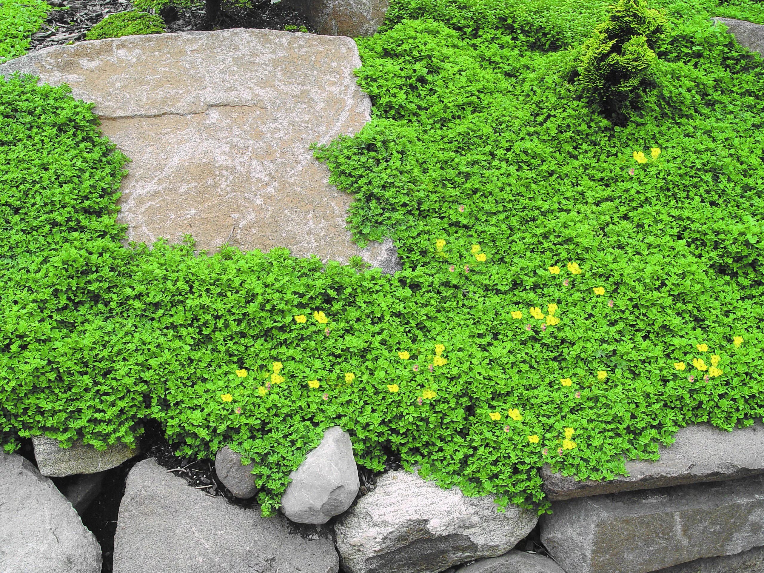 Почвопокровные кустарники фото с названиями Creeping Thyme: Plant Care & Growing Guide Ground cover, Ground cover seeds, Law