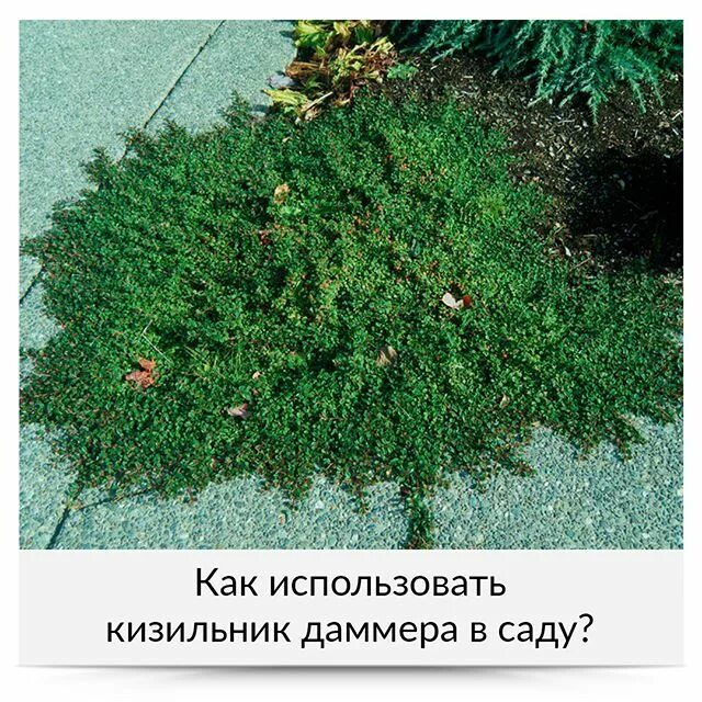 Почвопокровные кустарники и полукустарники фото Pin on Ландшафтный дизайн Landscape, Herbs